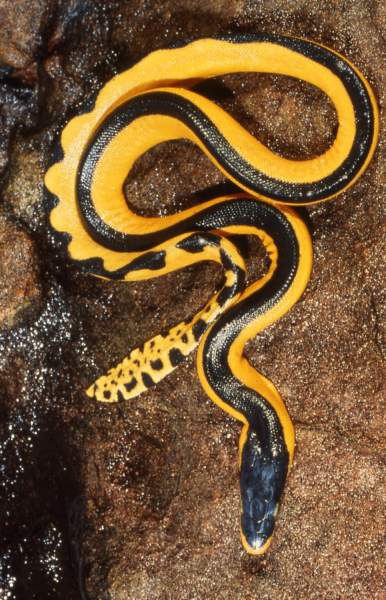 yellow bellied sea snakes