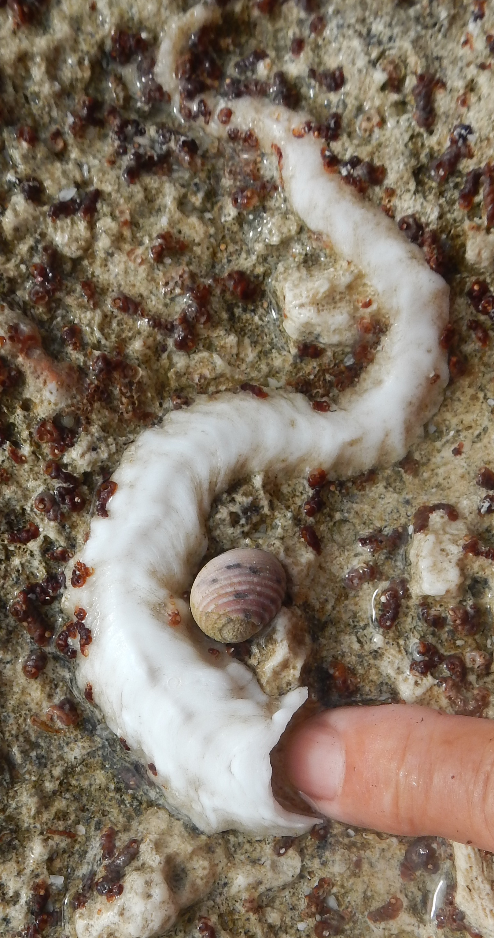 Baby Vermetid Snails