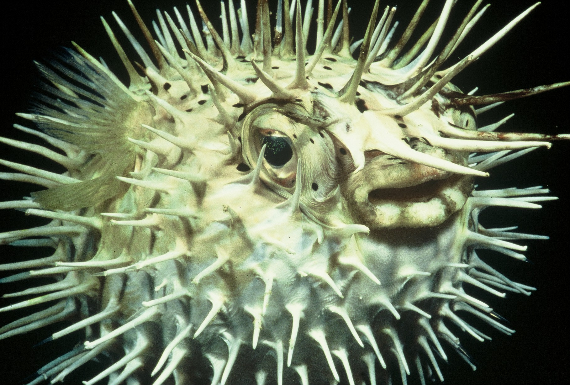 What do procupine fish eat?