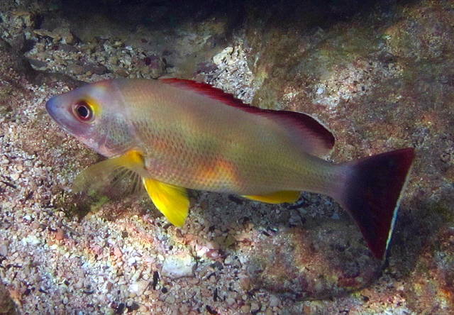 hawaiian reef fish toau