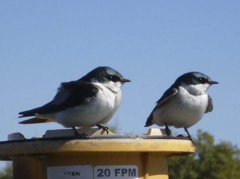 swallows