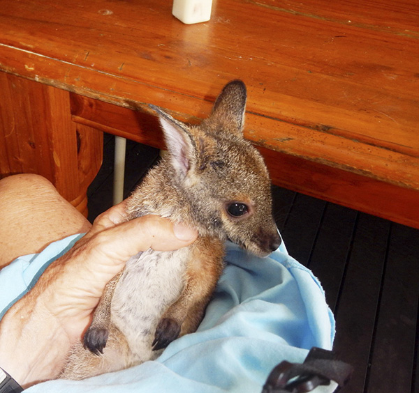 A baby kangaroo, or joey, fits comfortably in writer Susan Scott’s hand. ©2015 Susan Scott