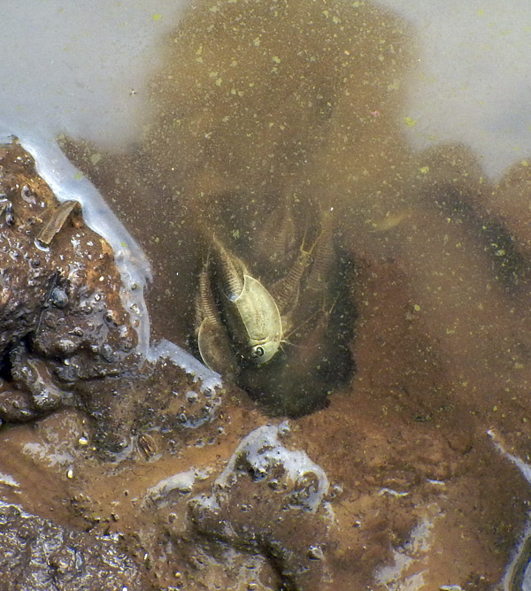 mud