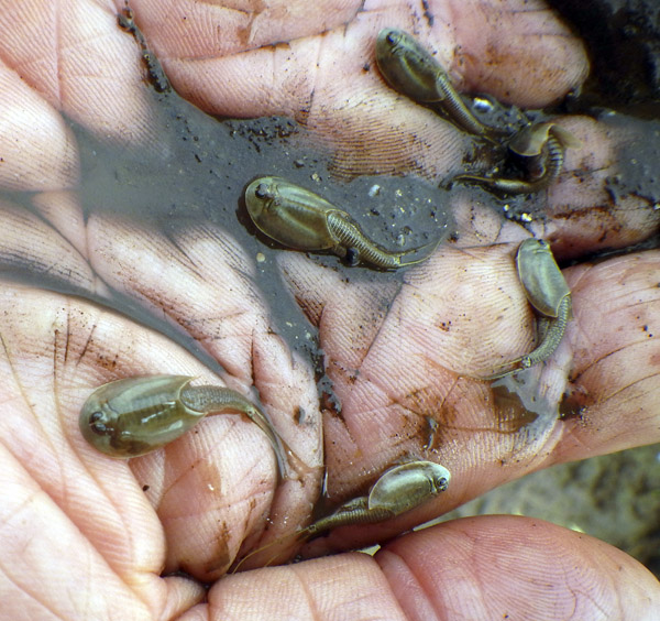 triops