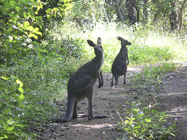 Hikingwithroos_small