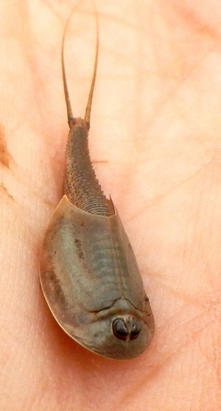 Triops means three eyes. The creature’s tiny third eye lies between its larger two. ©2015 Susan Scott 