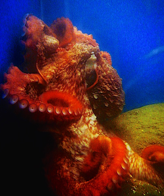 octopus