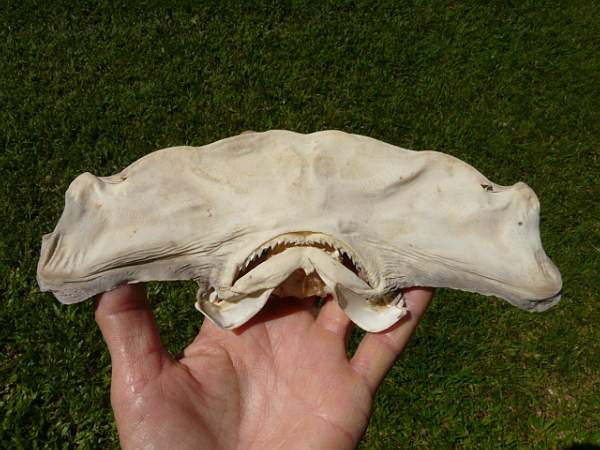 shark head