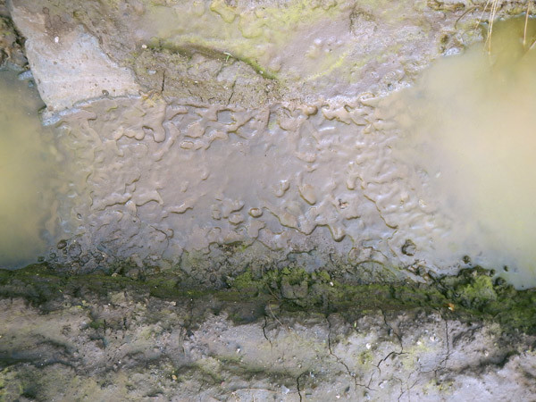Tadpole shrimp tracks