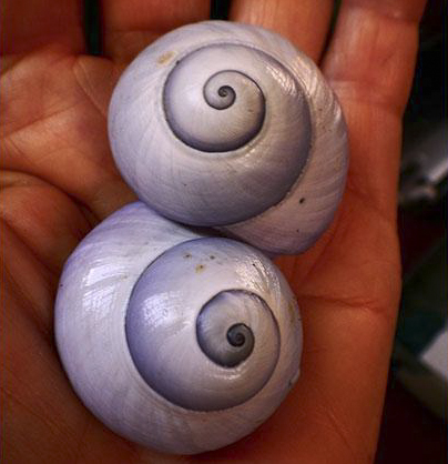 Violet snails shells are left behind by animals that survive by eating Portuguese men-of-war.©2015 Susan Scott