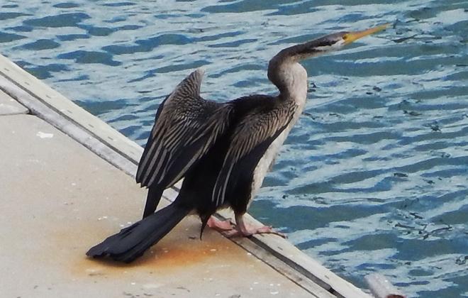 darter