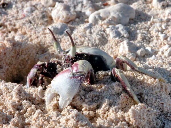 The horn-eyed ghost crab, the larger of Hawaii’s two species of ghost crabs, is known to dig M-shaped burrows. ©2016 Susan Scott