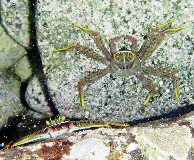 Flat rock crabs in Waimea Bay. ©2018 Susan Scott 